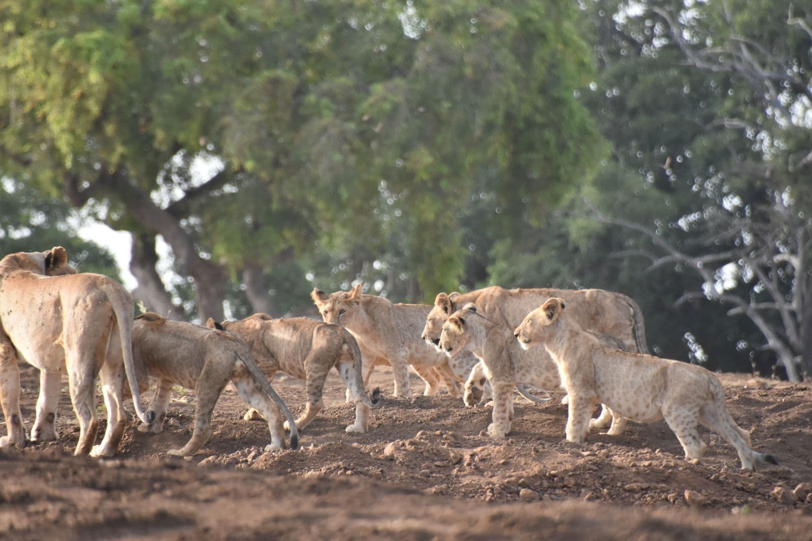Tsavo East National Park