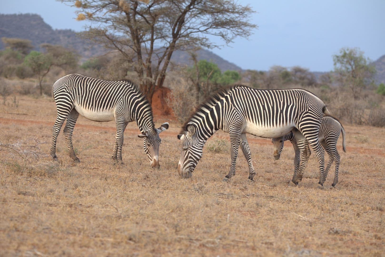 Samburu Vs Maasai Mara: what's the difference?